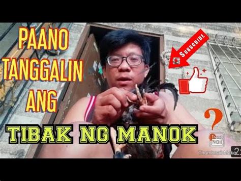 gamot sa sugat ng manok panabong|PAANO ANG TAMANG PAGTAHI AT PAGGAMOT NG SUGAT .